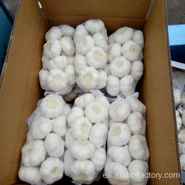 Fresh Garlic 1kg mesh bag 10kg carton